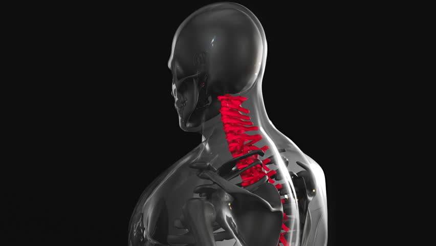 Chiropractor Ken Frederick Explains If Both Muscle And Bone Are Involved In Chiropratic Care